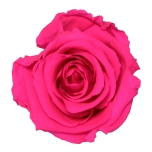 Stabiliseeritud Roos Queen 5tk karbis Bright Pink