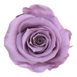 Stabiliseeritud Roos Standard 6tk karbis Lilac