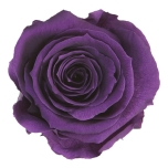 Stabiliseeritud Roos Standard 6tk karbis Purple