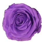 Stabiliseeritud Roos Standard 6tk karbis Bright Lilac