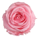 Stabiliseeritud Roos Standard Pastel Pink 1tk