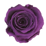 Stabiliseeritud Roos Medium 8tk karbis Purple