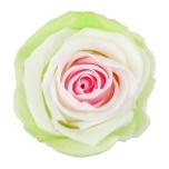 Stabiliseeritud Roos Standard 6tk karbis Tricolor