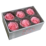 Stabiliseeritud Roos Extra 6tk karbis Bridal