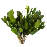 Stabiliseeritud Salal 20/50