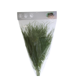 Stabiliseeritud Tiki Fern Green 40-50cm