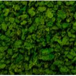 Stabiliseeritud Põdrasammal Reindeer Moss TILE Green 30x60cm