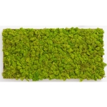 Stabiliseeritud Põdrasammal Raindeer moss tile light green 30x60cm