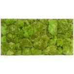 Stabiliseeritud Sammal Pole moss tile 30x60cm