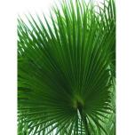 Stabiliseeritud palm leaf Washingtonia 120/140 Vert