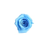 Stabiliseeritud Roos Mini Bulk Azul Cielo 1tk
