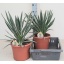 yucca variegata.jpeg