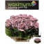 brassica pink.jpeg