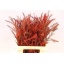 grevillea red.jpeg