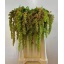amaranthus mag spider.jpeg