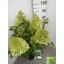 hort. paniculata.jpeg
