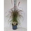 pennisetum rubrum.jpeg