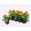 tagetes orange12.jpeg
