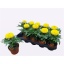 tagetes yel12.jpeg