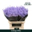 solidago milka.jpeg