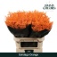 solidago orange.jpeg