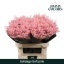 solidago pink.jpeg