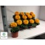 tagetes orange.jpeg