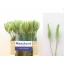 trifolium.jpeg