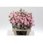 dianthus sp athena.jpeg