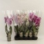 PHA122M.jpeg