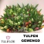 tulp mix.jpeg