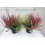 2019 32 Calluna vulgaris Twingirls 12 cm (2).JPG