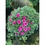 2021 32 Chrysanthemum 19 cm 82612 (2).JPG