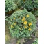 2021 32 Chrysanthemum 19 cm 82612 (3).JPG