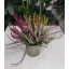 Calluna vulgaris `Quattro-Girls` 17cm GER.jpg