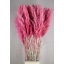 cortaderia-dyed-pink-1.jpg