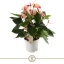Anthurium andr mystique.jpg