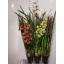 CYMBIDIUM GEMENGD 14Ø 80cm 2Br.jpg