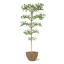 pITTOSPORUM.jpg