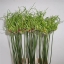 Allium-Dready-green-wholesale-1.jpg