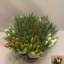 tulp mix10.jpg