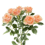 FIBONACCI-AURENS-T.png