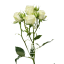 Floreana-T.png