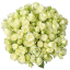 Floreana_T.png