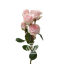 Star-Blush-T.png
