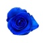 mondial tinted blue.jpg