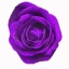 mondial tinted purple.jpg