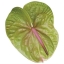 anthurium-verino-green-wholesale.jpg