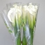 calla-lily-highwood-white-wholesale.jpg