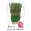 GLAD GR CANTATE 120cm 200gram.jpg